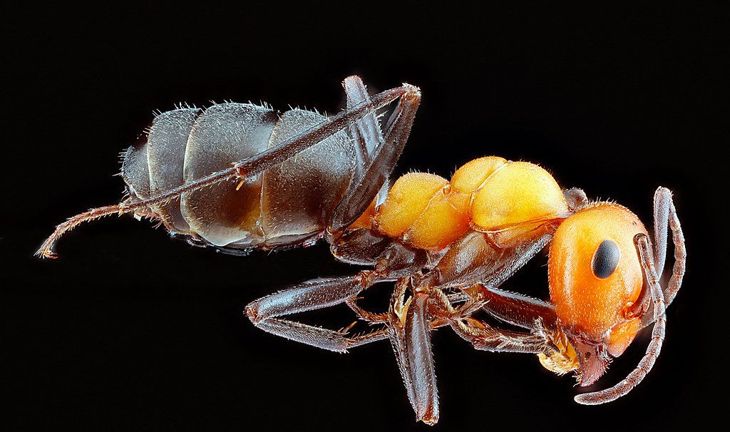 Ant Control service in Miami, FL