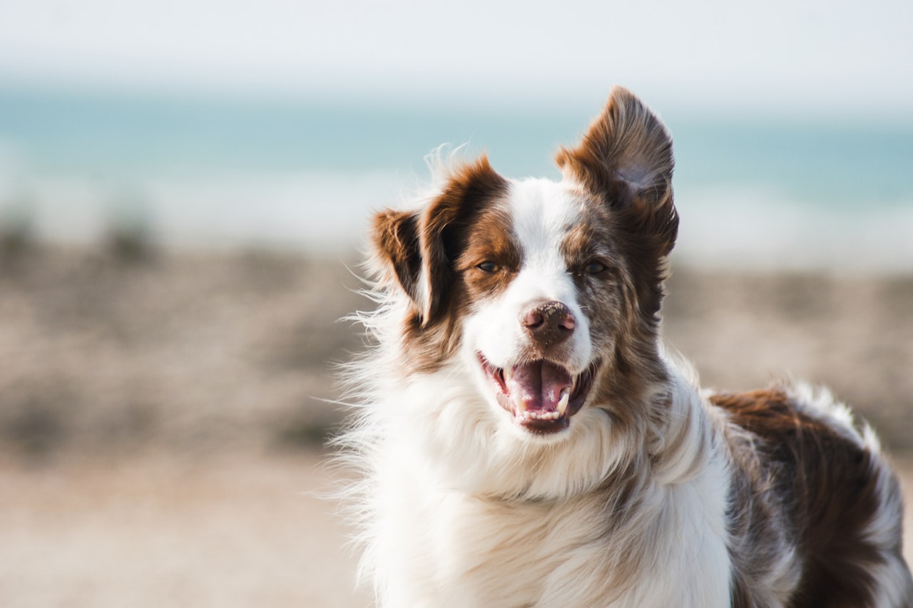 Flea & Tick Control service in Miami, FL