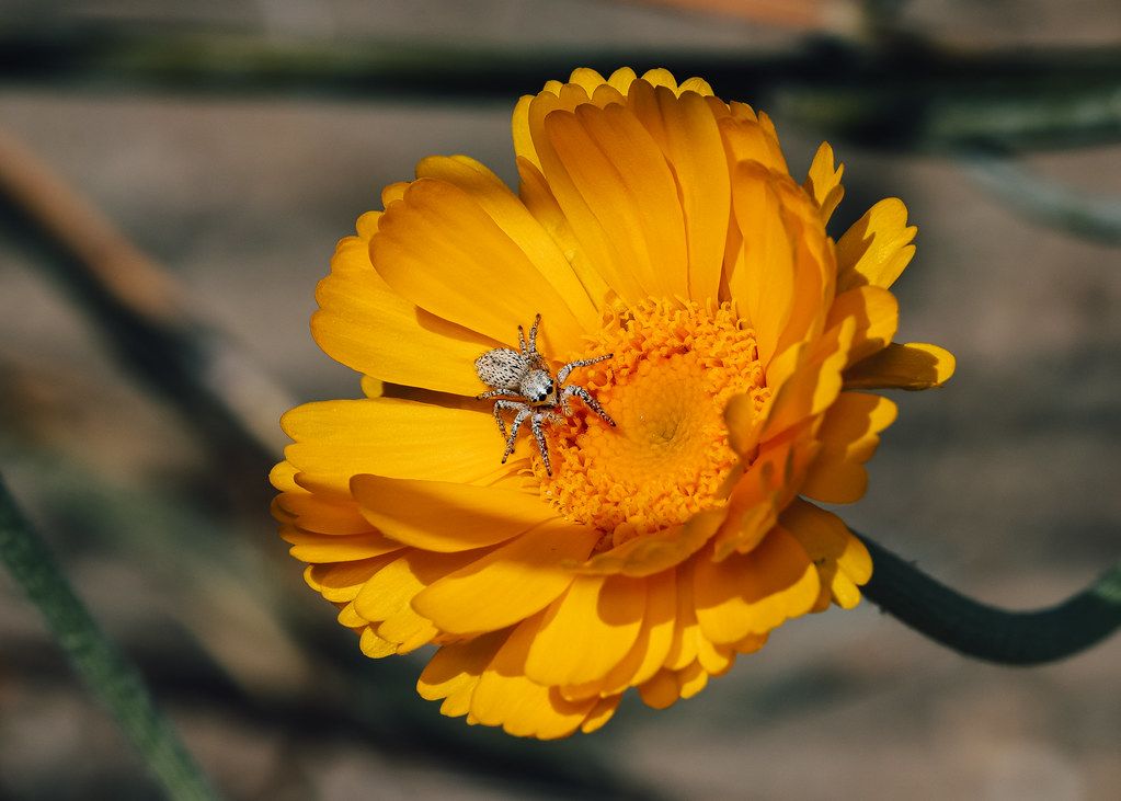 Spider Control service in Miami, FL